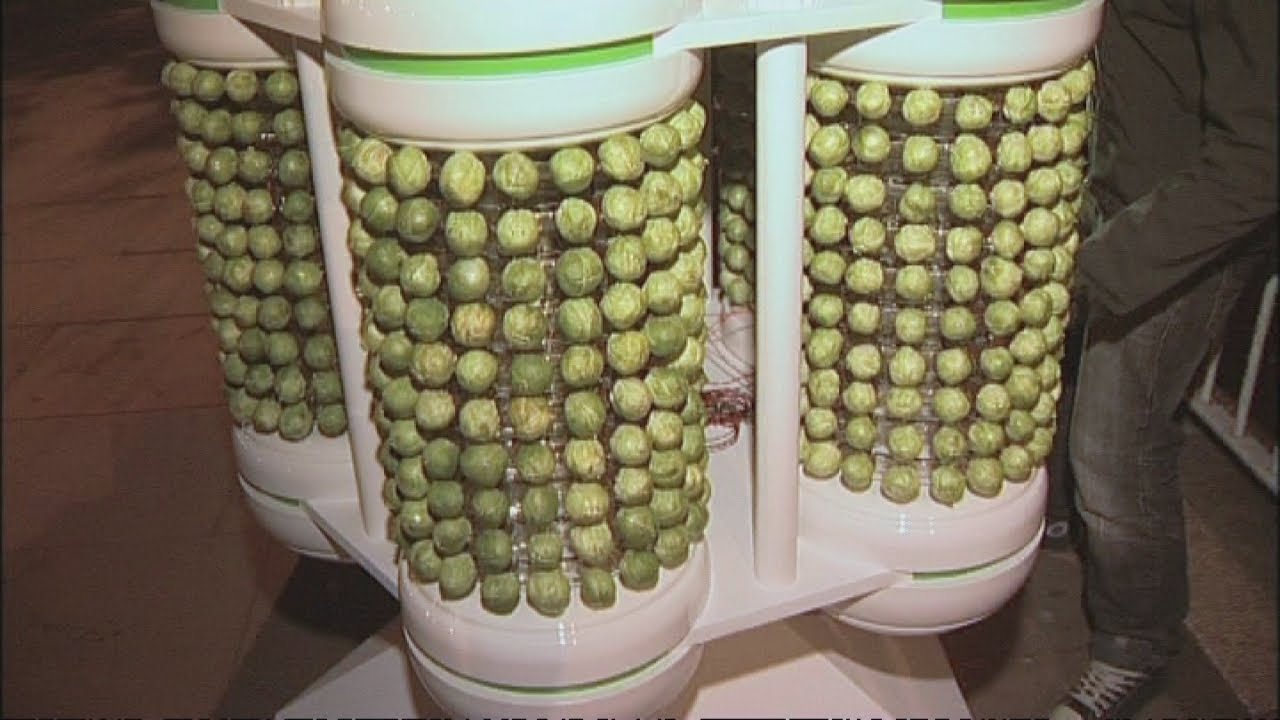 World's first Brussels Sprout powered Christmas tree YouTube