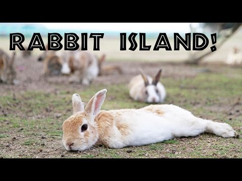 Video: Odomknite Svoju Kreativitu V Rezidenčnom Programe Rabbit Island V Michigane