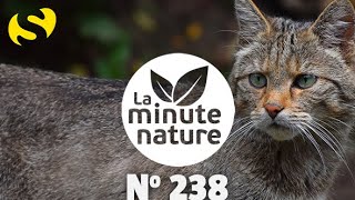 CHAT SAUVAGE, QUI ESTU ? (No 238)