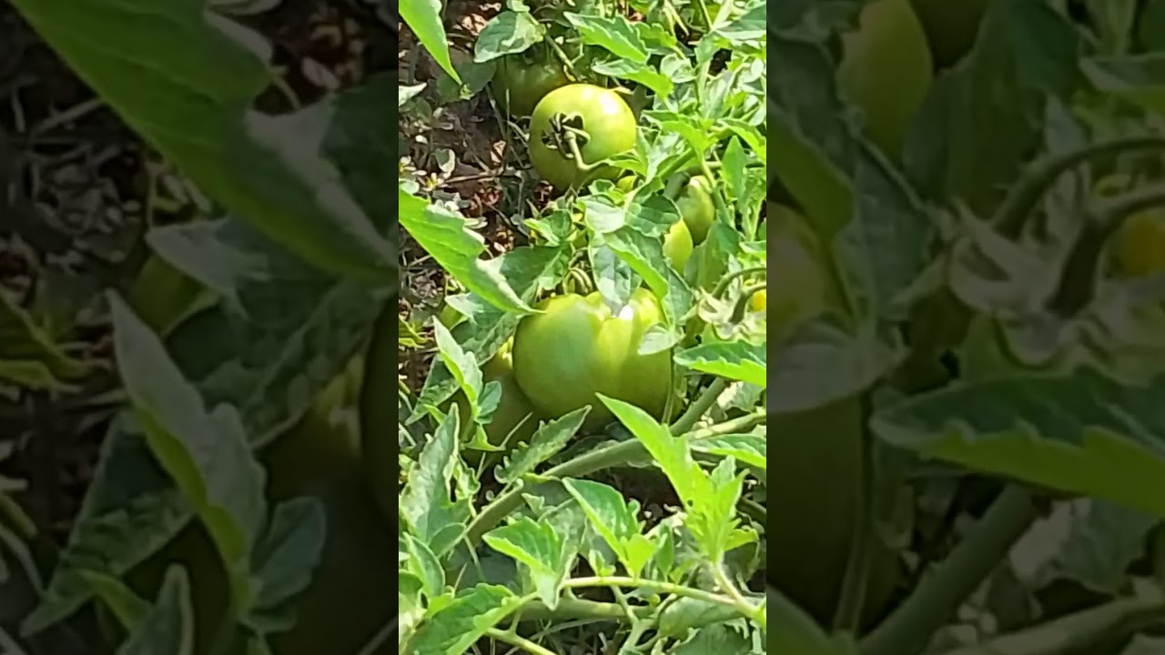 টাটকা শাকসবজি দেখতে অনেক ভালো লাগে