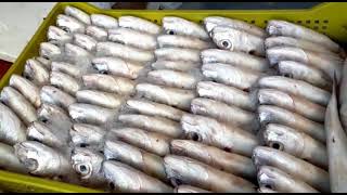 سوق الاسماك باكادير (اورير) الثروة البحرية بالاقاليم الجنوبية اللهم بارك
