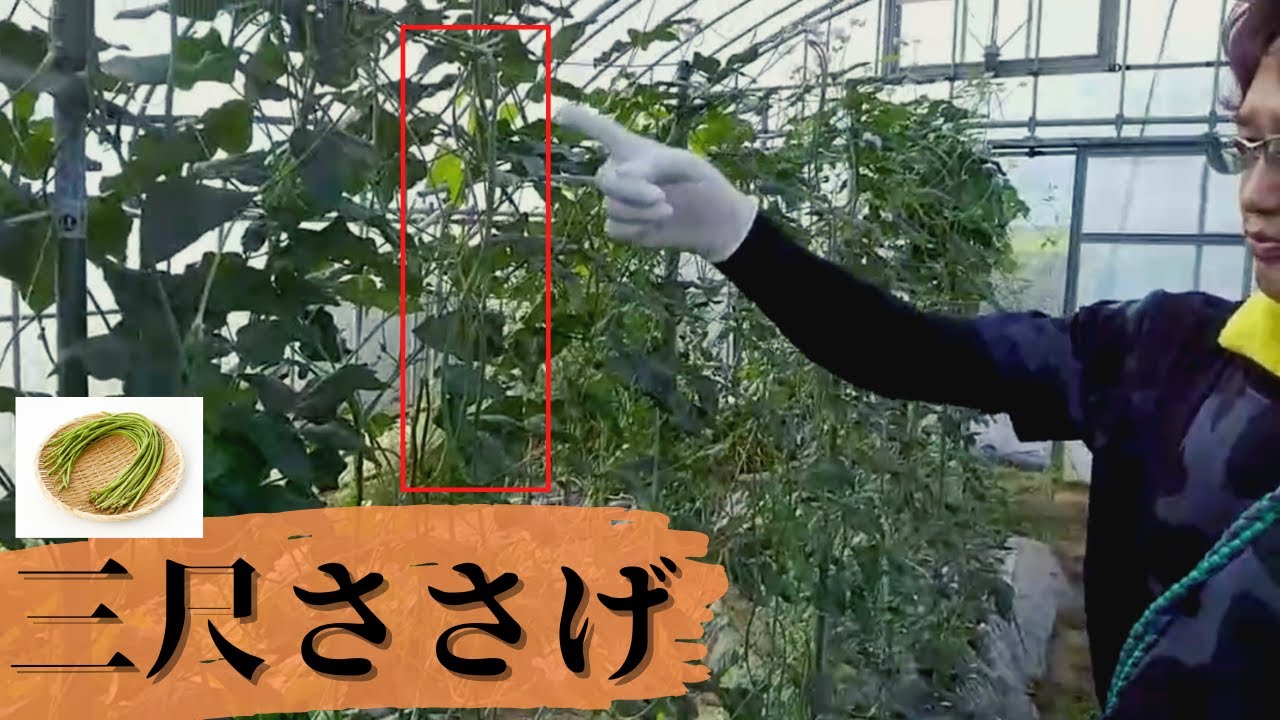 三尺ささげの収穫 - YouTube