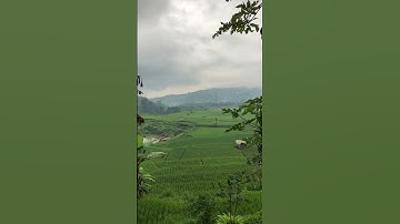 Evening at the rice fields in Java Indonesia #relaxing #calm #sounds #countryside #farm #ricefields