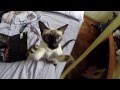 Cleopatra The Killer Cat (sort of..)