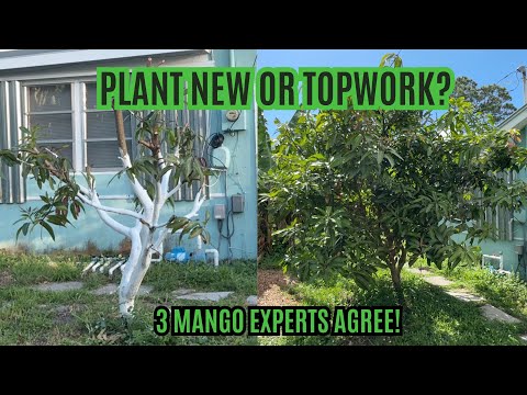 Topworking vs Planting Mango Trees – 3 Experts Agree on the Best Method!