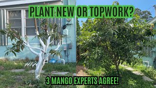 Topworking vs Planting Mango Trees – 3 Experts Agree on the Best Method!