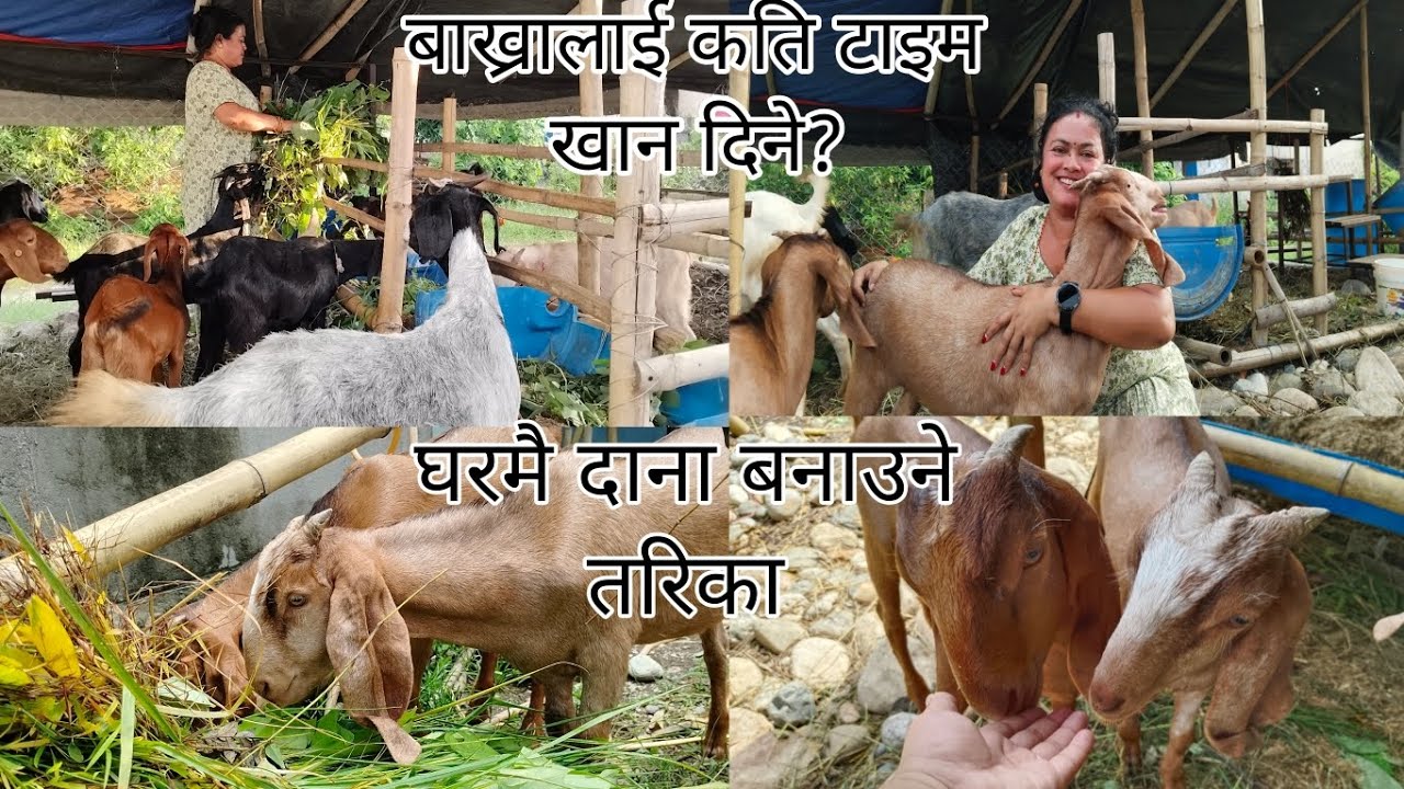 बाख्रालाई कति टाइम खान दिने र केके खान दिने त?? घरमै बाख्रालाई दाना बनाउने तरिका|||rushu goat farm 🐐