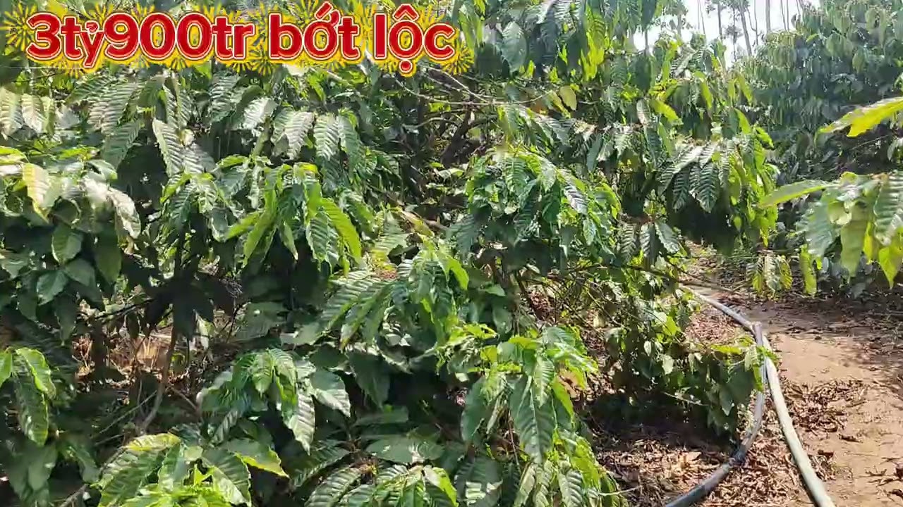 (lô 242) số đo 6ha tức 60,000m2 trường xuân 