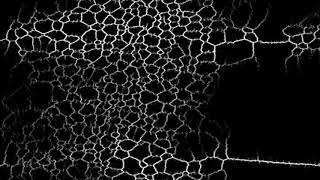 physarum simulation