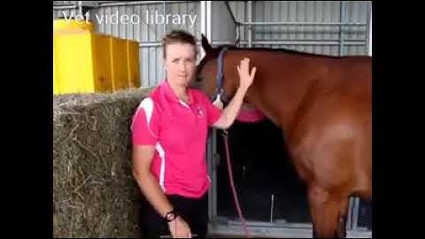 Intravenous injection in horses