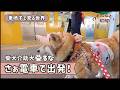 【密着】介助犬と新宿に電車で買い出し!車椅子と一緒に出発
