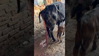 क्या जेर (Placenta) खाने के बाद गाय दूध देना बंद कर देती है? सच जानकर आप हैरान रह जाएंगे!”