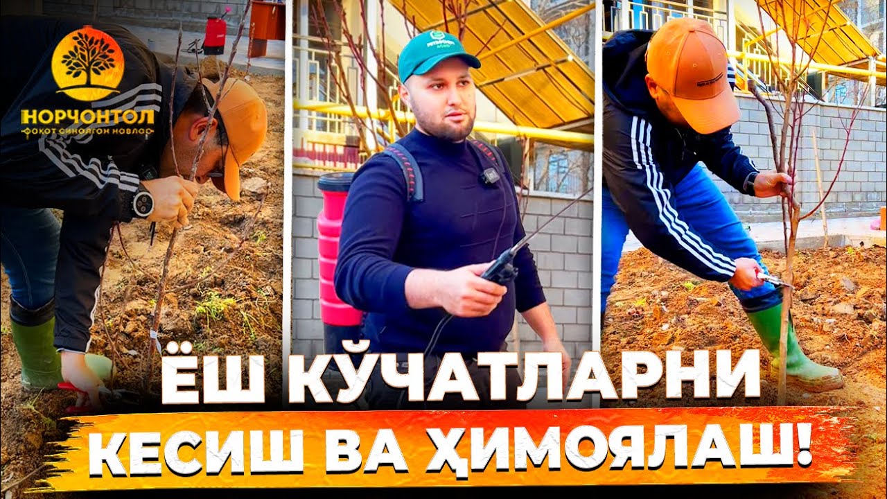 ЁШ КЎЧАТЛАРНИ КЕСИШ ВА ҲИМОЯЛАШ | ШУҲРАТ АБРОРОВ #shuhratabrorov #uzbekistan #bogustasi #кўчат2024