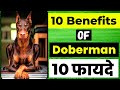 10 Benefits of Doberman | Doberman के दस फायदे | Benefits of having a Doberman