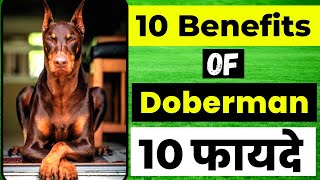 10 Benefits of Doberman | Doberman के दस फायदे | Benefits of having a Doberman
