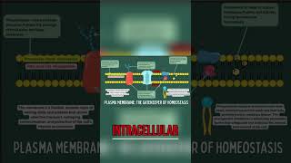 Cell Membrane: Phospholipids & Selective Permeability Explained #shorts