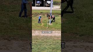 The Thinking Pole #younghorsetraining #horse #horsetraining #horseriding #equestrian #horsetrainer
