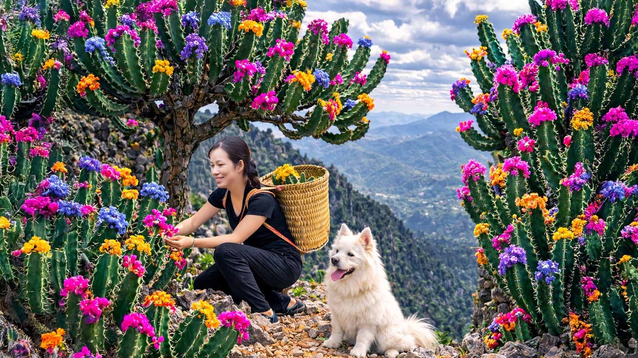 SHOCKING! Harvesting Rare Colorful Succulents on a High Mountain | Peaceful Nature Life