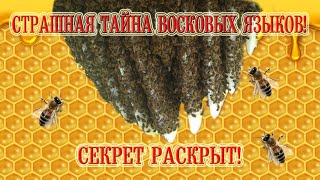 Страшная тайна восковых языков! Секрет раскрыт! | The terrible secret of wax tongues!