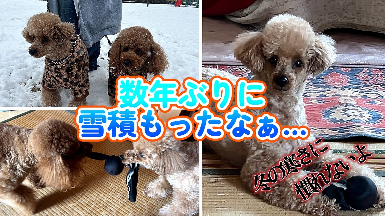 Вот так пудели проводят время посреди зимы.