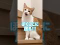 階段に居たい猫とエアコンの部屋に入って欲しい飼い主#shorts