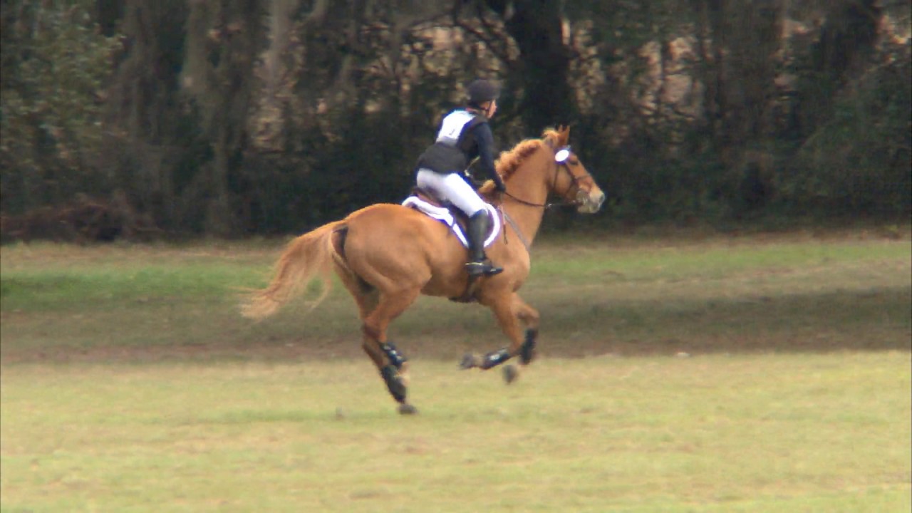 Maddie McElduff "Loughnatousa Caislean" Rocking Horse Stables Horse