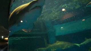 20090320-10-Shinagawa aquarium(しながわ水族館) 鮫/サメ/sharks