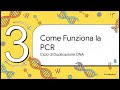 La PCR - Reazione a Catena della Polimerasi