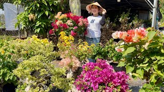 Hoa giấy dáng đẹp bonsai ghép siêu hoa nhiều loại chào bán ☎0979.563.401 Ngọc Hồ