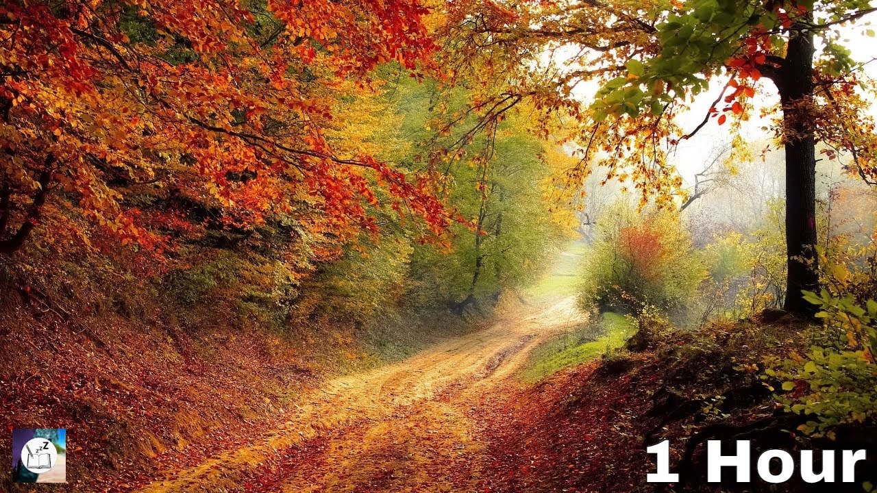 Beat Anxiety with Relaxing Chirping Birds Sounds