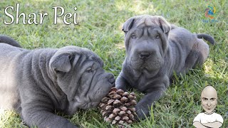 Shar Pei  Σαρ Πέι Καλεσμένη η Λίλα Λεβεντάκη από το εκτροφείο Precious Hug. Τέλος πρώτης σεζόν!