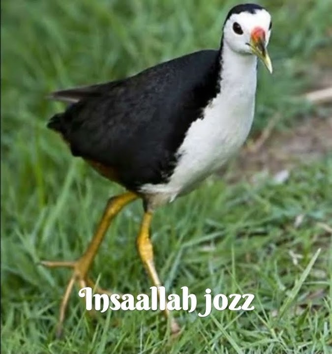 pikat ruak ruak tunggal insyaallah jozz