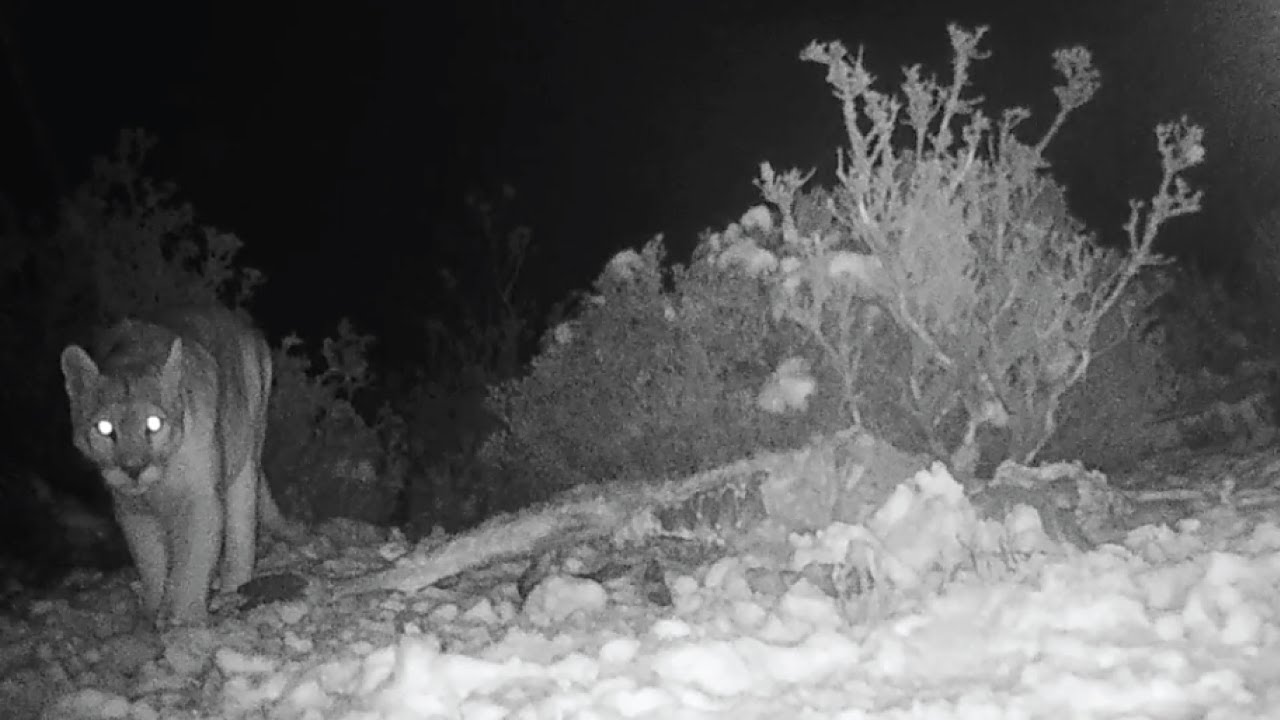 Blink+A: Designing a New Tool to Deter Carnivores and Protect Wild Cats