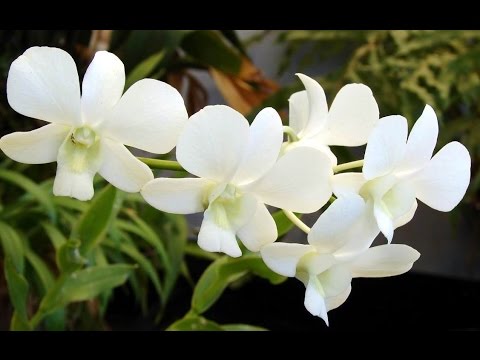 WHITE ORCHID Orchidaceae Beautiful Flowers Bunga  