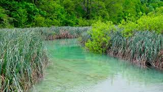 A Wonderful Stream with Forest Birds, Nature Sounds 4k. Calming Water Stream, Forest Birds Ambience. by Nature Zilla 14,119 views 2 years ago 10 hours, 2 minutes
