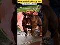 ये है दुनिया के सबसे खतरनाक कुत्ते 🤗🙏 Top 5 Most Dangerous Dogs #shorts #top5 #dogs