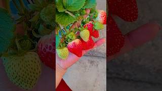 Strawberry Life Journey