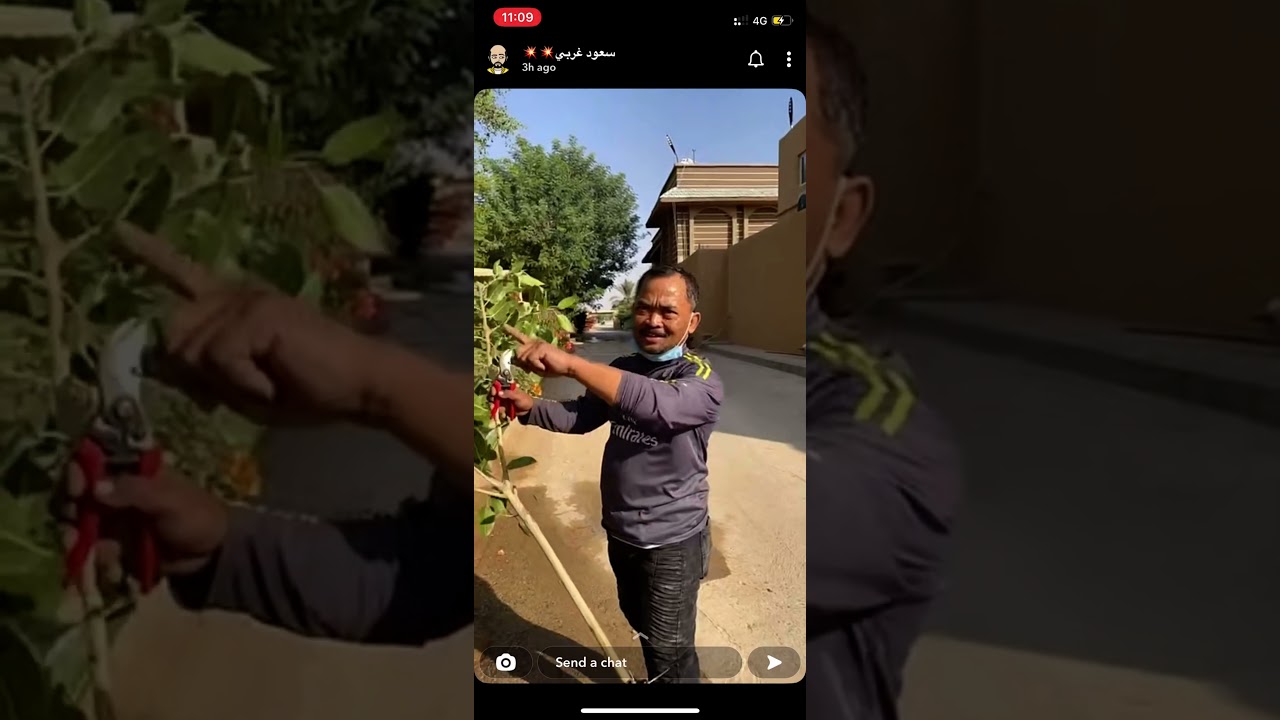 الترقيد الهوائي للأشجار مع سعود غربي وتجربه استخراج 180 شجرة من شجرة وحدة