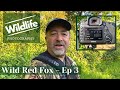 WILD RED FOX Final attempt - Ep 3 - UK WILDLIFE and NATURE, Summer Leys