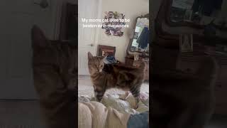 My cat has a special hobby. #funny #cat #funnypets #fpy #funnyanim...