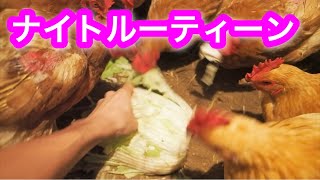 夜の餌やり作業だけ（カメラブレブレで本当に見づらいです）