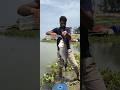 Real hook fishing trap in River #fishing #bait #hook #trap #bigfish #real