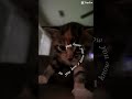 My first video on capcut!! #kitten
