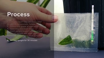 Agdia ImmunoStrip How To