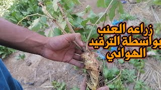 كيف يتم زراعه العنب بواسطة الترقيد الهوائي 