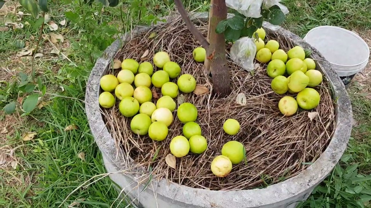 เก็บผลพุทราหิมะขาวเบอร์13  เตรียมตัดแต่งกิ่งไว้ขยายพันธุ์@Parinfarm