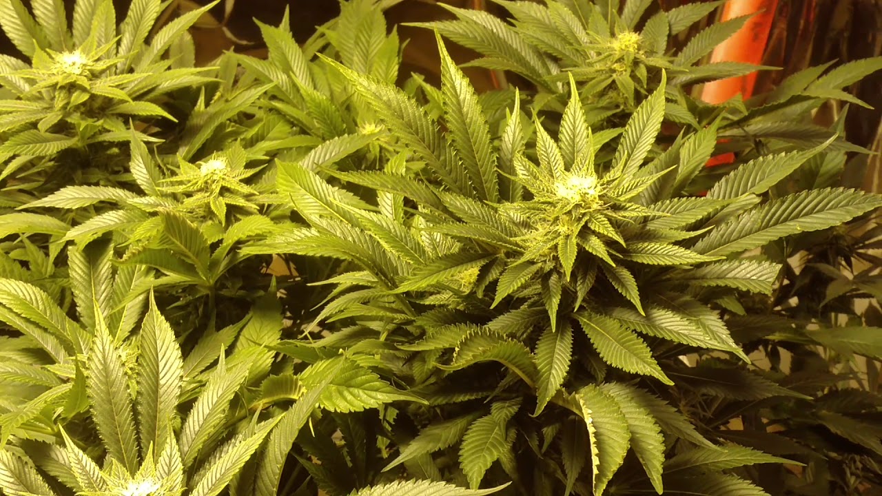 Chemdawg in the scrog flowering update