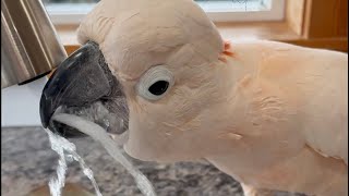 Many People Wonder How I Know When Barney Wants A Bath. This Video Shows The Whole Process.