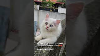 #blueeyes #cat #catlovers #chennai #petlovers #cute #tamilreels #tamil #persiancat #pets #srm #and