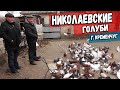 Голуби Горбачева Олега Васильевича г. Кременчуг / 12.12.2020